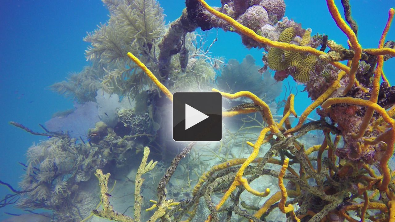 Hero4 Black Underwater Video Review - Video by Joel Penner