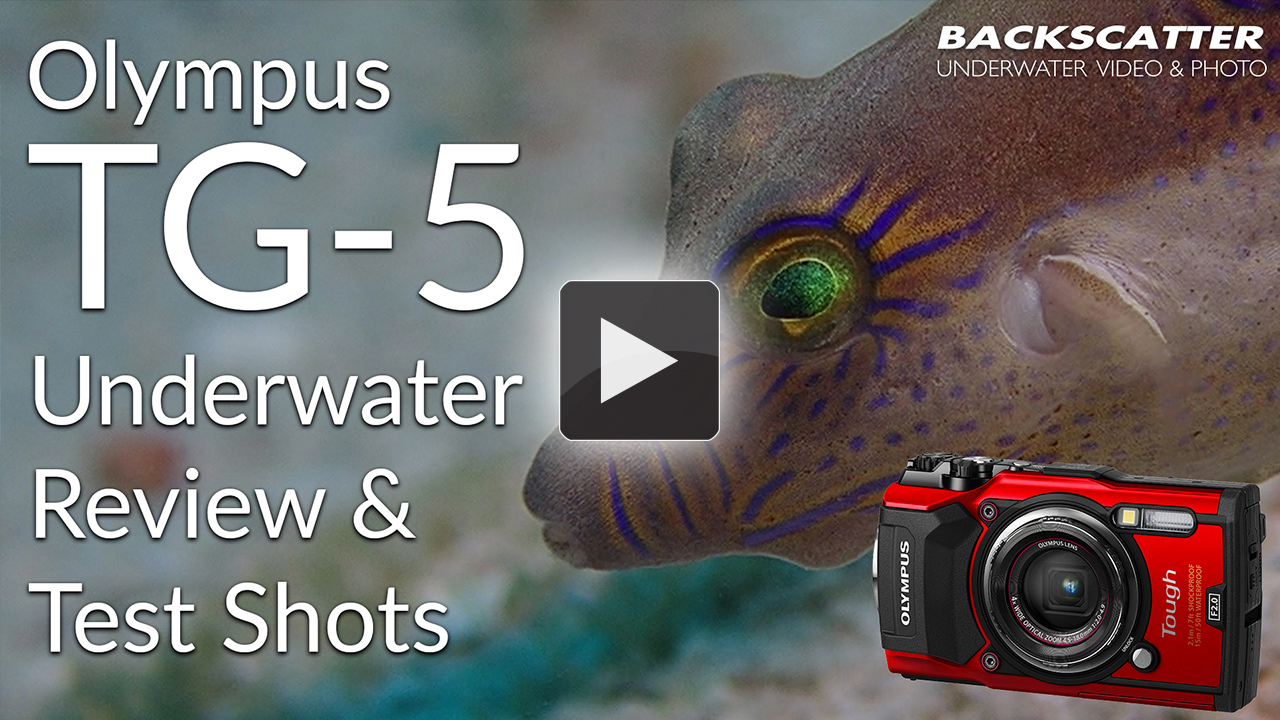 Olympus Tough TG-5 2018 Underwater Review at the Digital Shootout