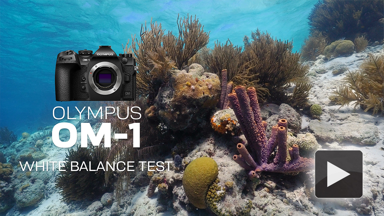 Olympus OM-1 White Balance Test Footage at the Digital Shootout