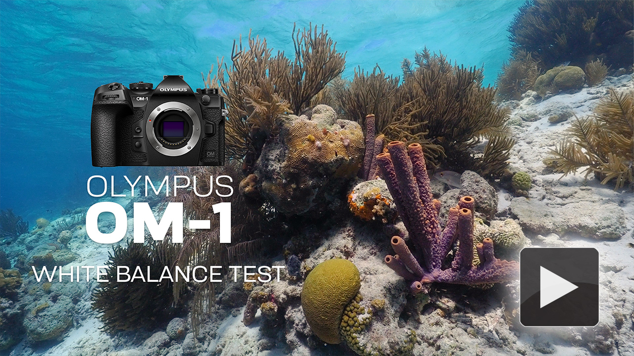 Olympus OM1 Camera Underwater Review The Digital Shootout