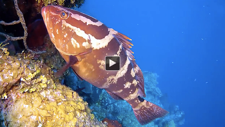 GoPro Hero2 Underwater Video - Joel-Penner