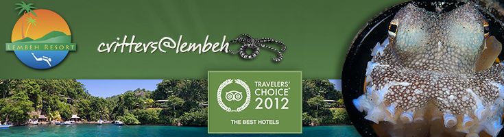 Lembeh Resort