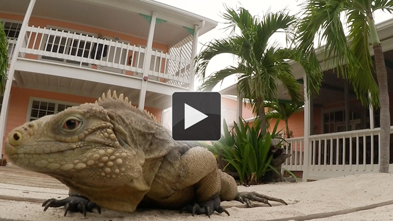 Iguana Discovers a Staff Camera- Video by Ed Meyers