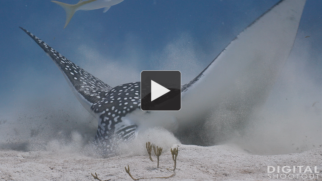 Video 1st Place - The Digital Shootout