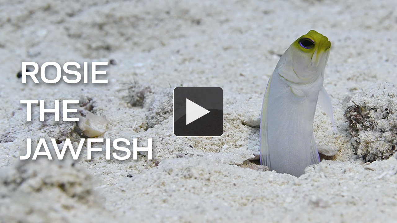 Rosie the Jawfish at the Digital Shootout
