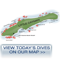 Today's Boat Dive