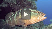 Video of the Day