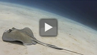 Video of the Day