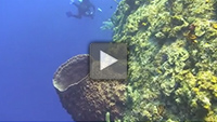 Video of the Day