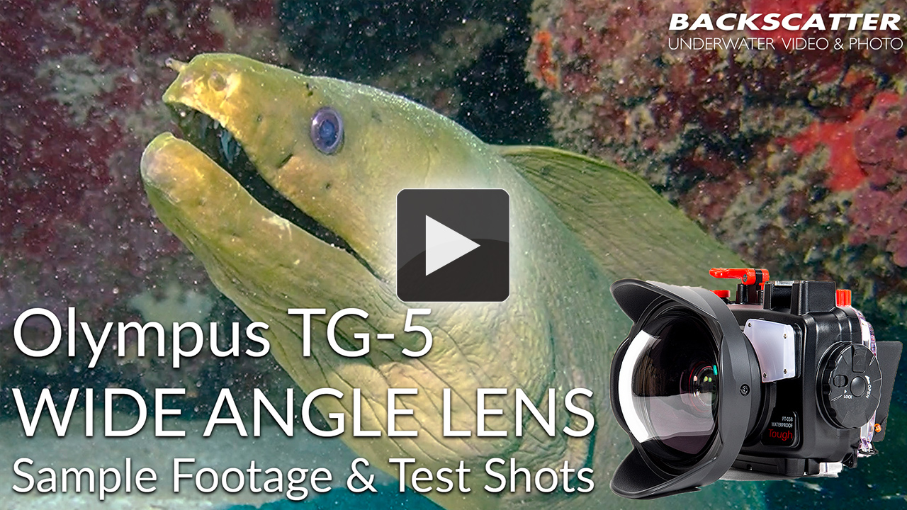 The Backscatter M52 Wet Lens for Olympus TG-5 at the Digital Shootout