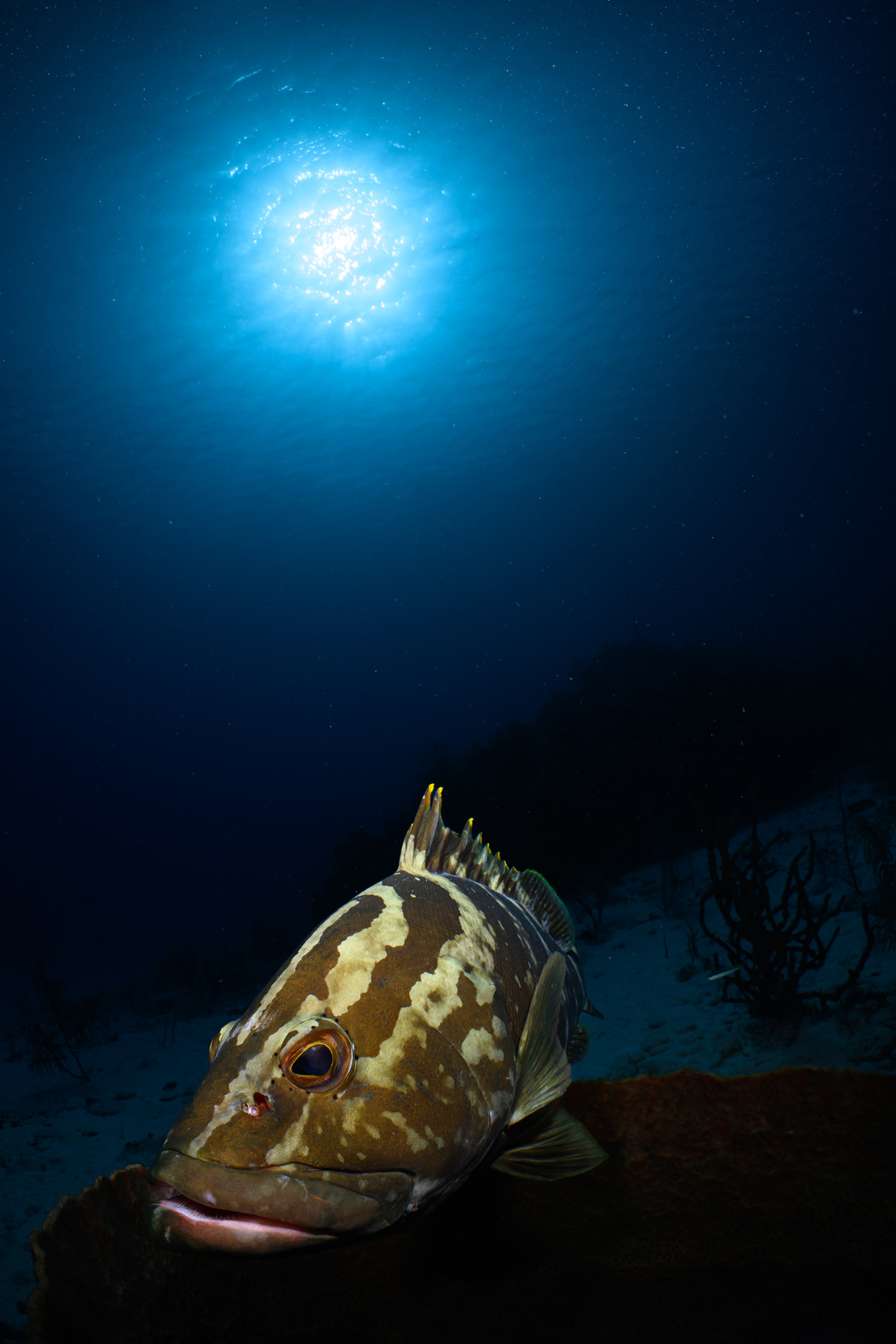Nikon Z8 Underwater Review - Bluewater Photo