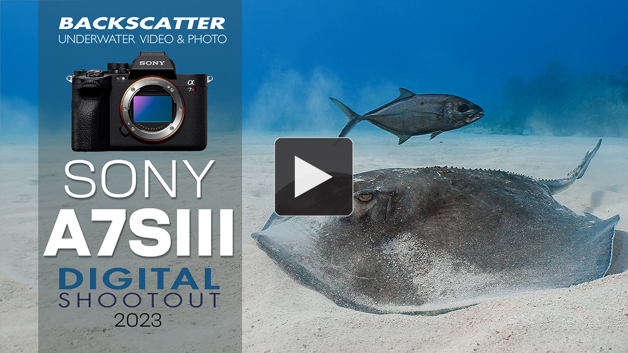 Sony A7S III Underwater Camera Review - The Digital Shootout
